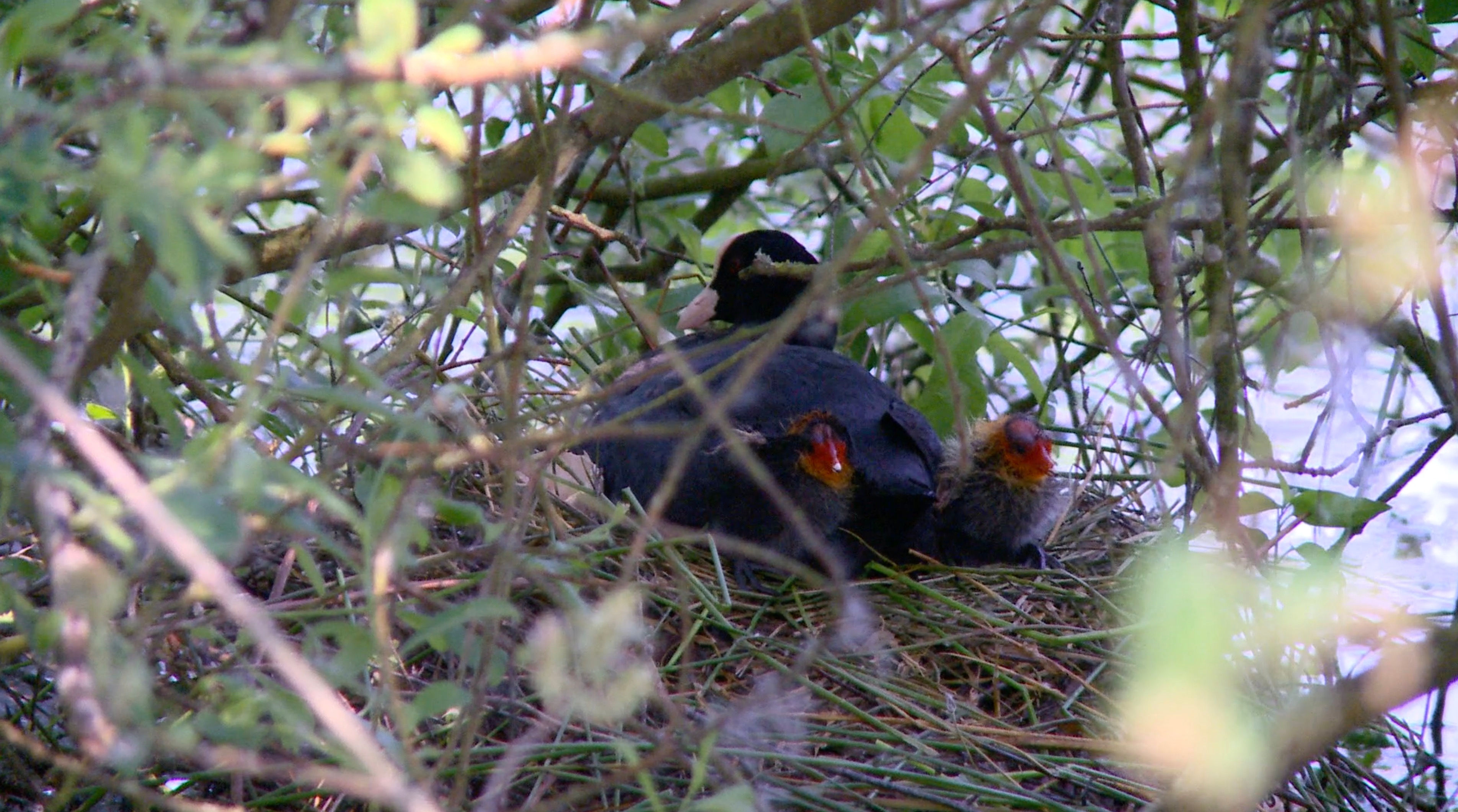 Female Coot Pond - Sitting on Nest Chicks
