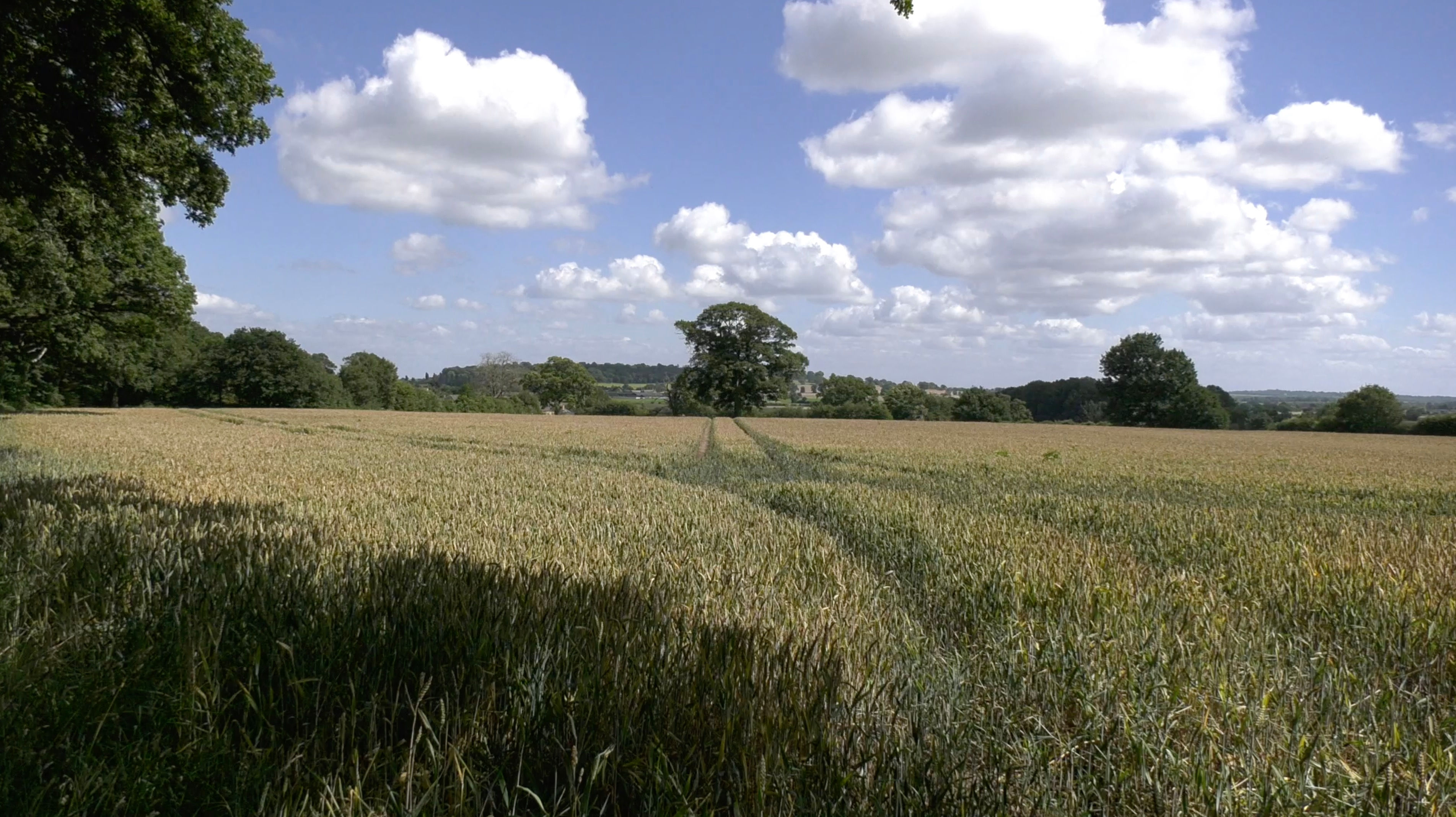 Unripened Summer Wheat Field Blue Skies