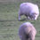 Thumbnail: Sheep Grazing Grass