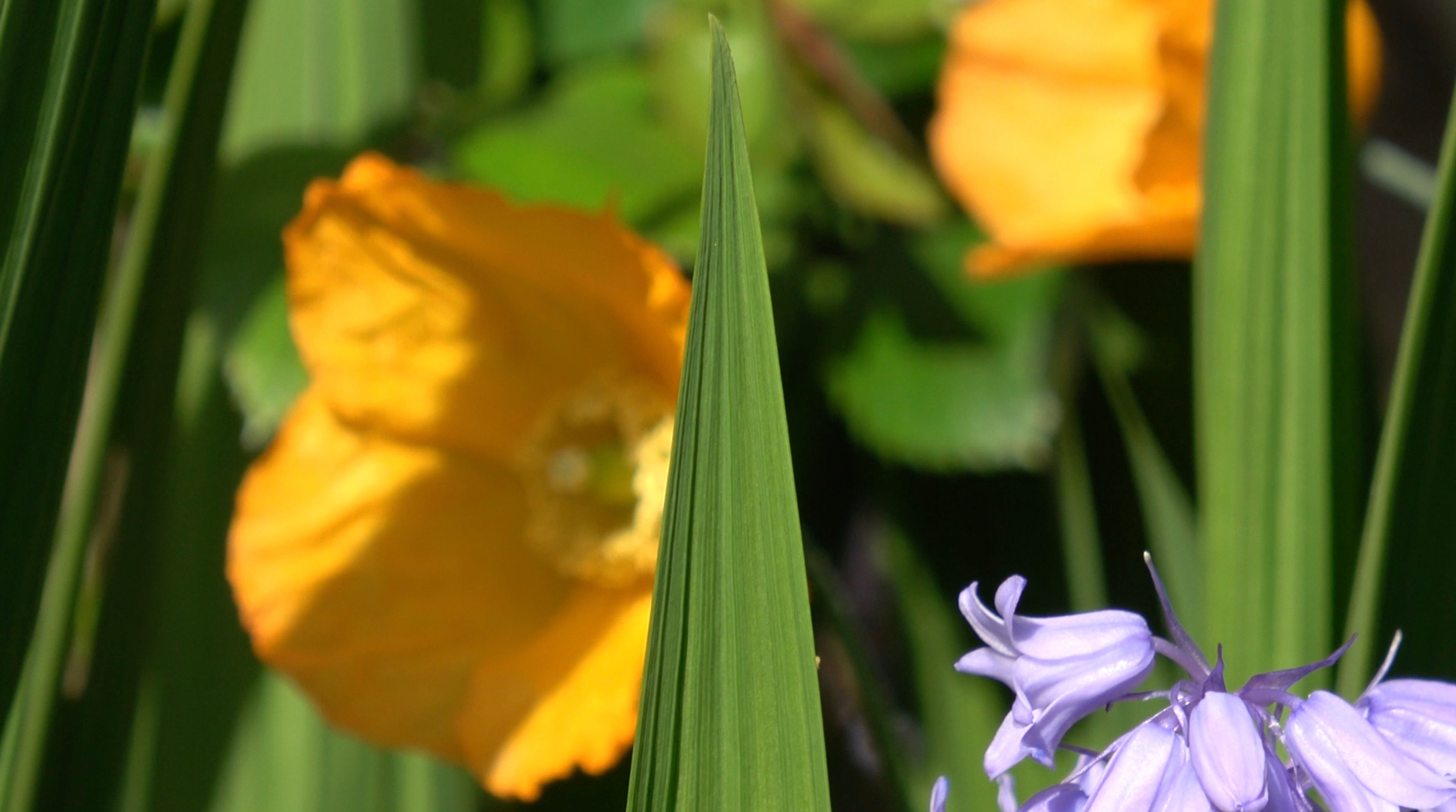 Flowers - Blurred Welsh Poppy and Bluebells in Greenery with Birdsong