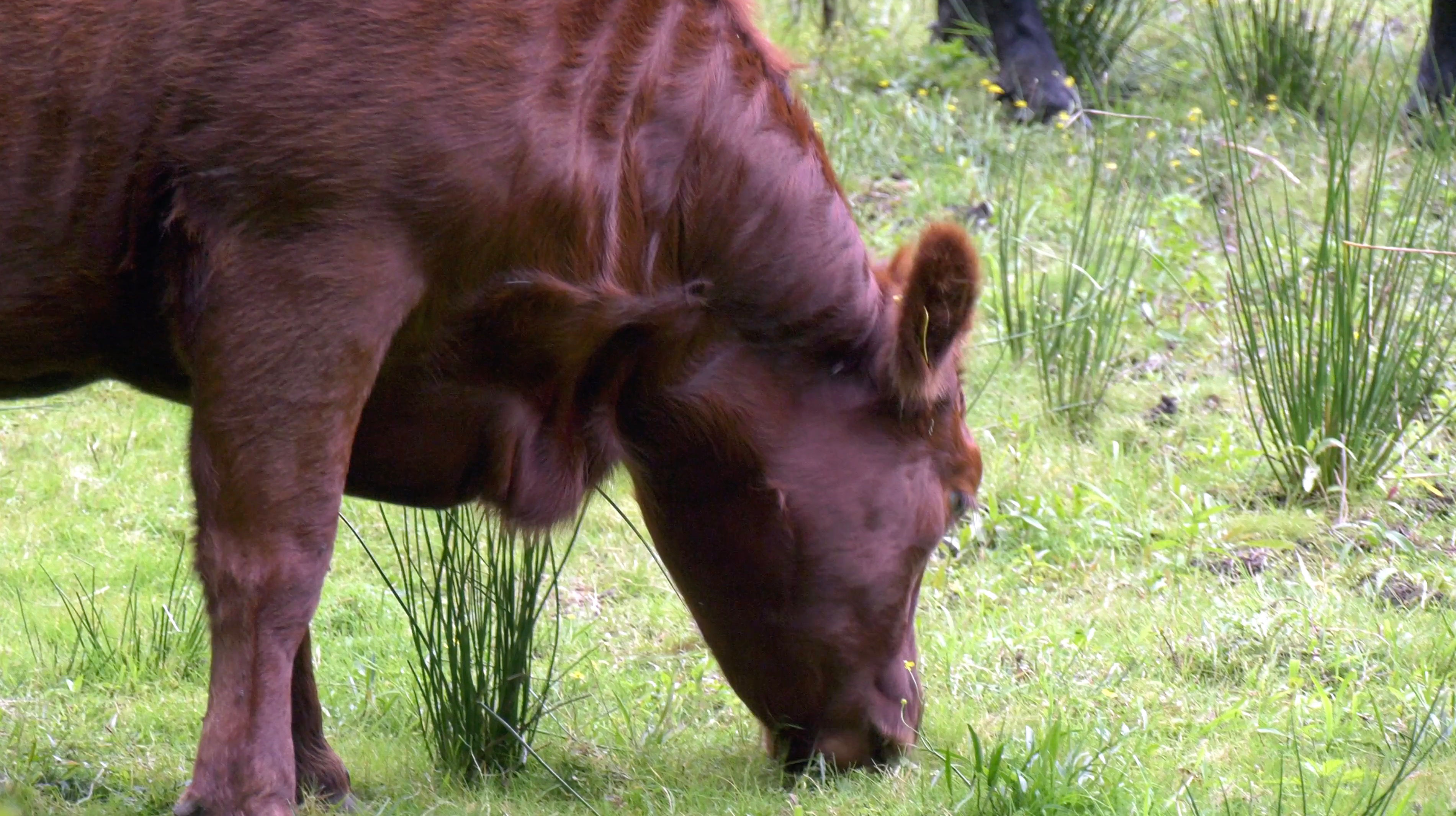 Dexter Bullock Grazing 5