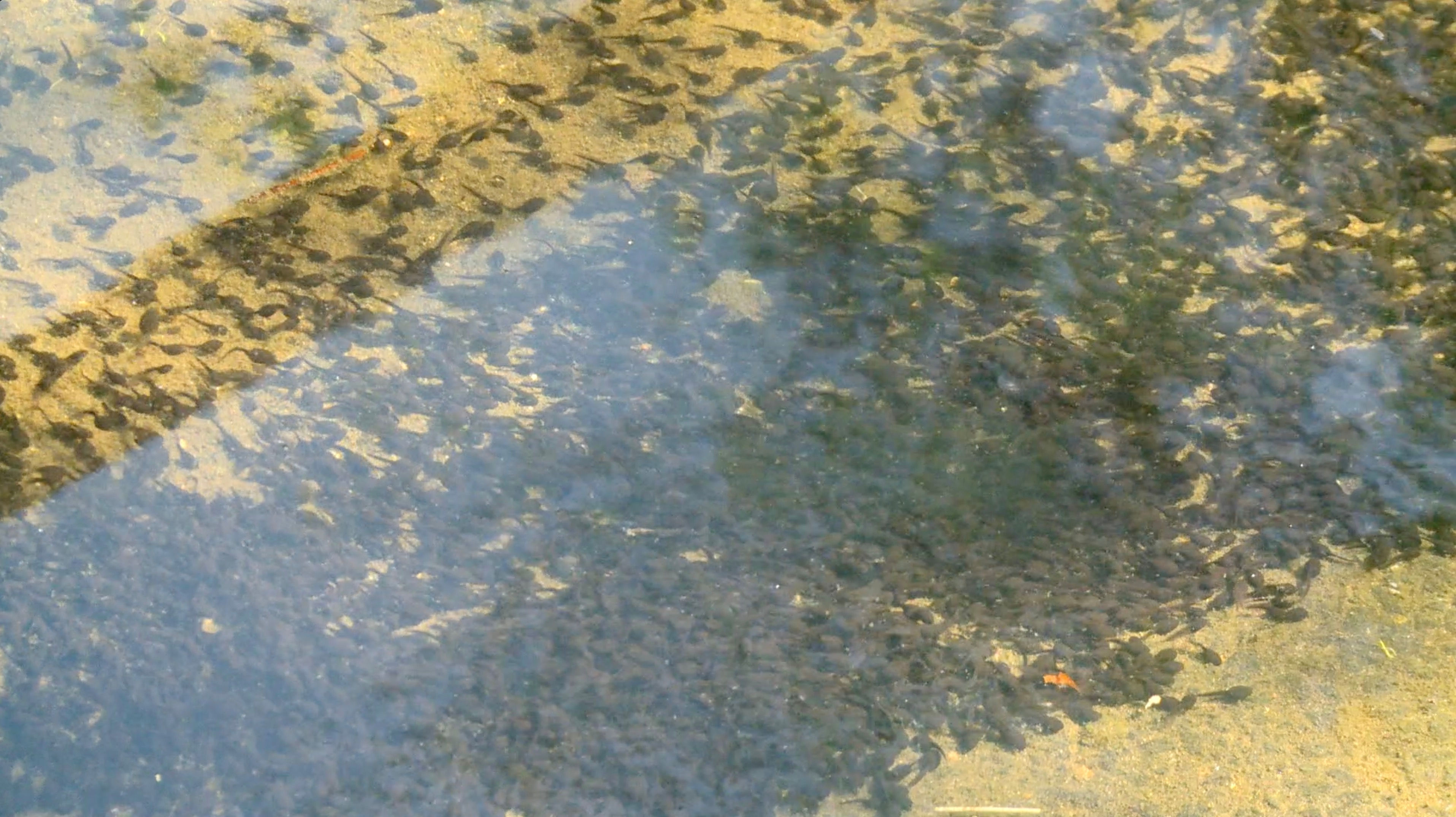 Tadpoles in Pond 2