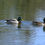 Thumbnail: Mallard Ducks Swimming across Pond