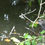 Thumbnail: Nature - Moor Hen Chick On Pool Banking 01