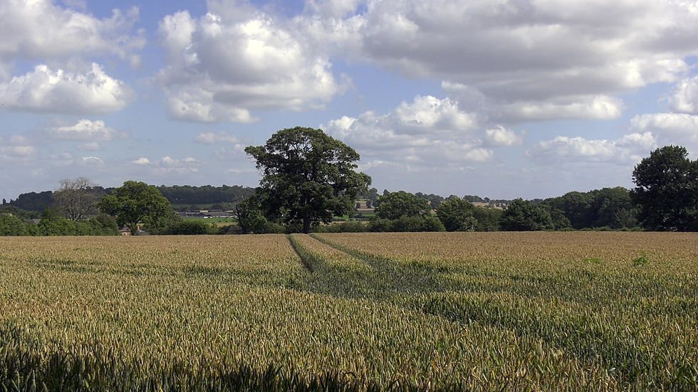 Thumbnail: Wheat Field