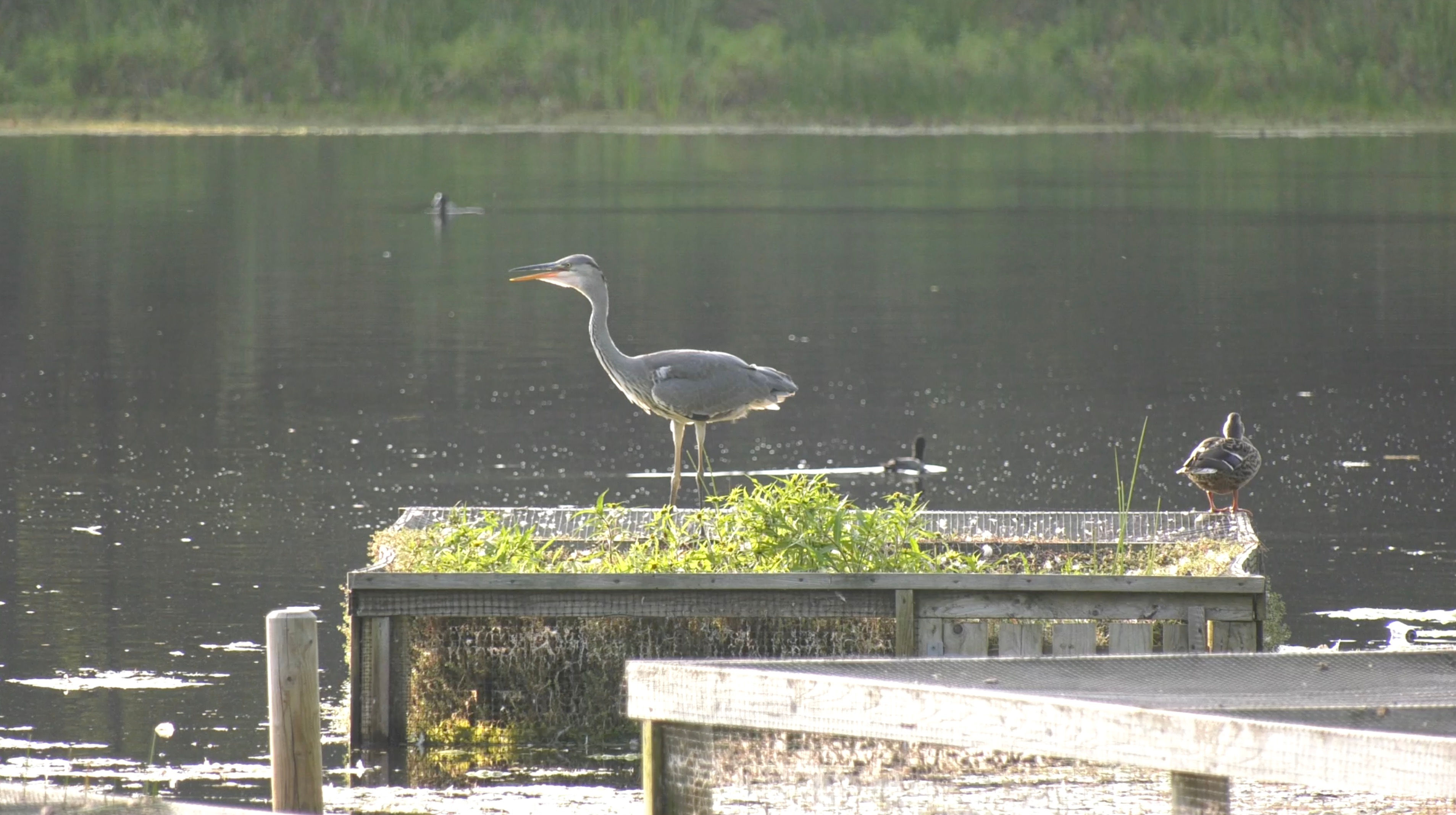 Heron Drying in Sunshine 3