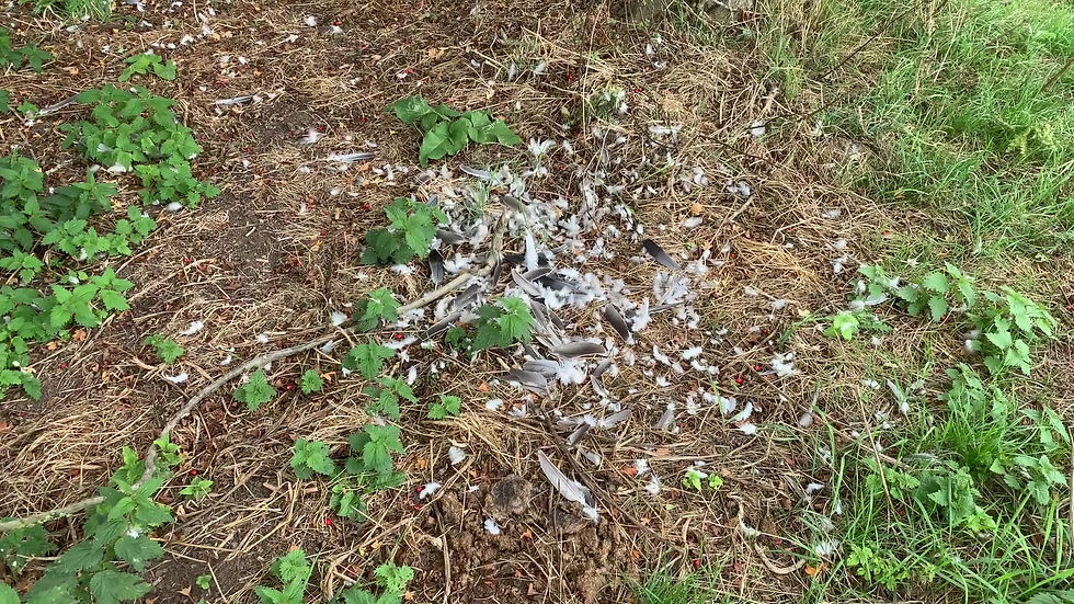 Thumbnail: Remains of Buzzard Kill