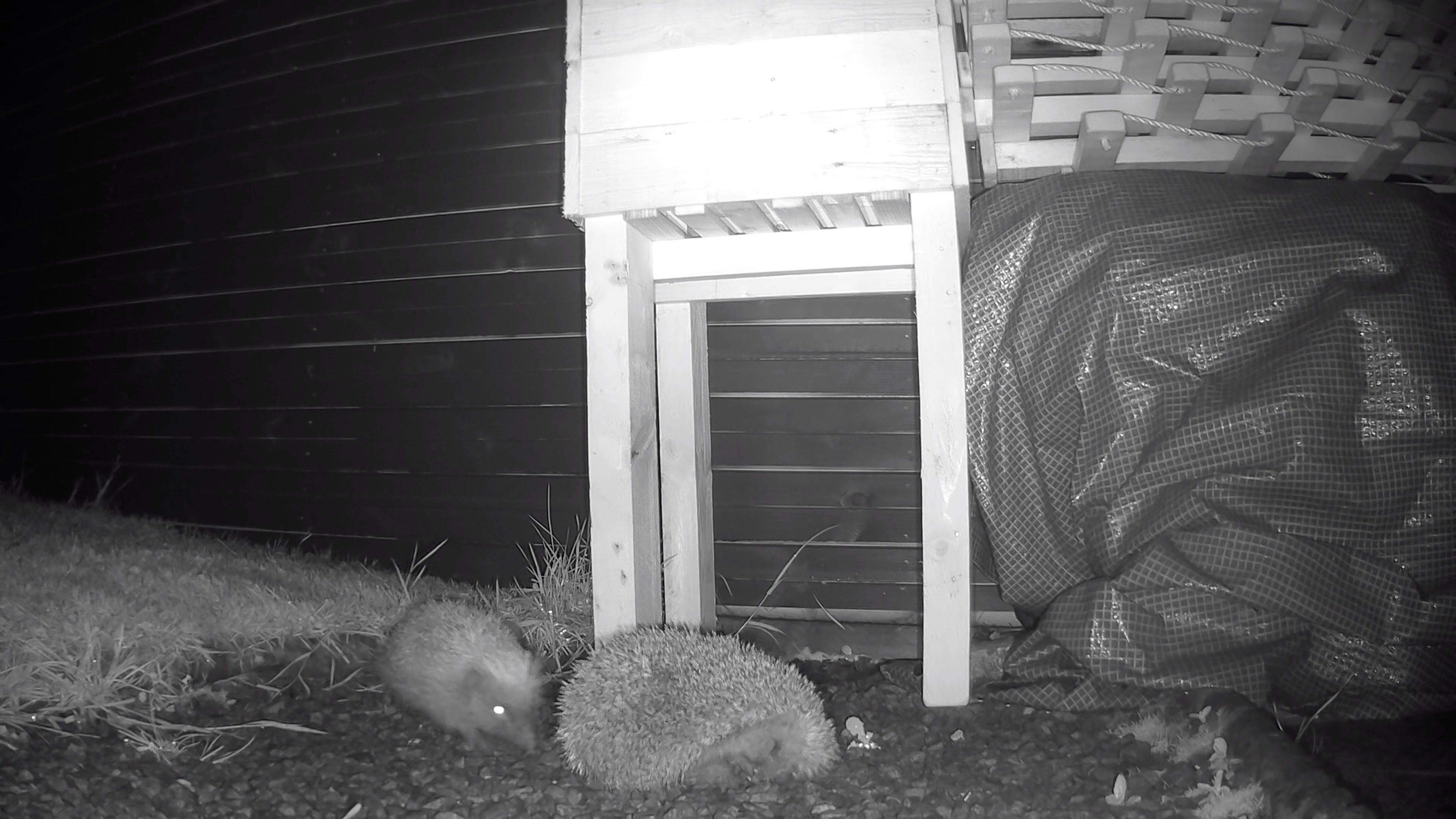 2 Hedgehogs - Rural Garden - Breeding