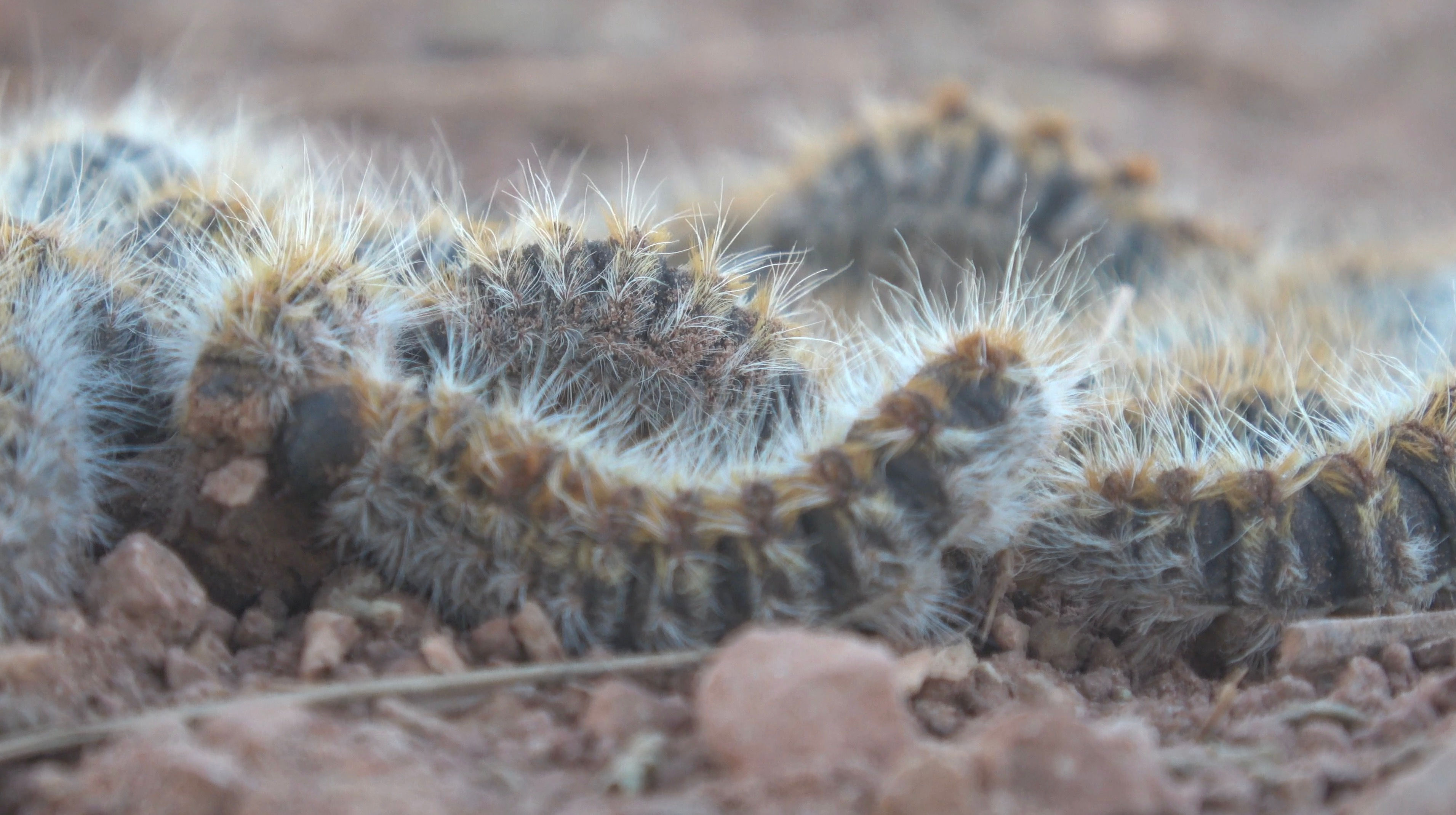 Pine Caterpillar - Processionary Caterpillar On Sandy Pathway 18
