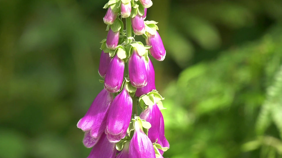 Thumbnail: Fox Glove Flower