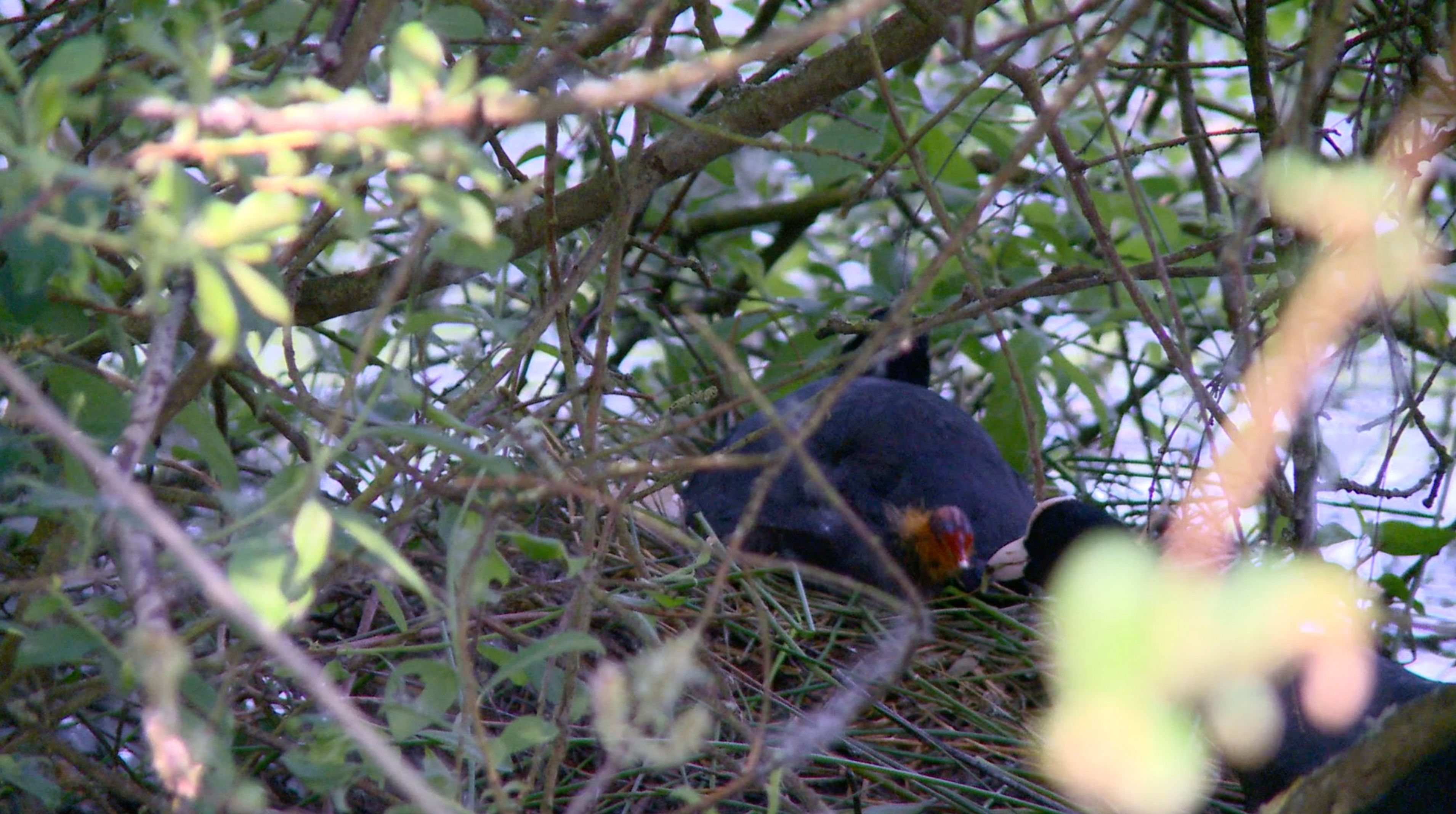 Female Coot Pond - Sitting on Nest Male Feeding Chick