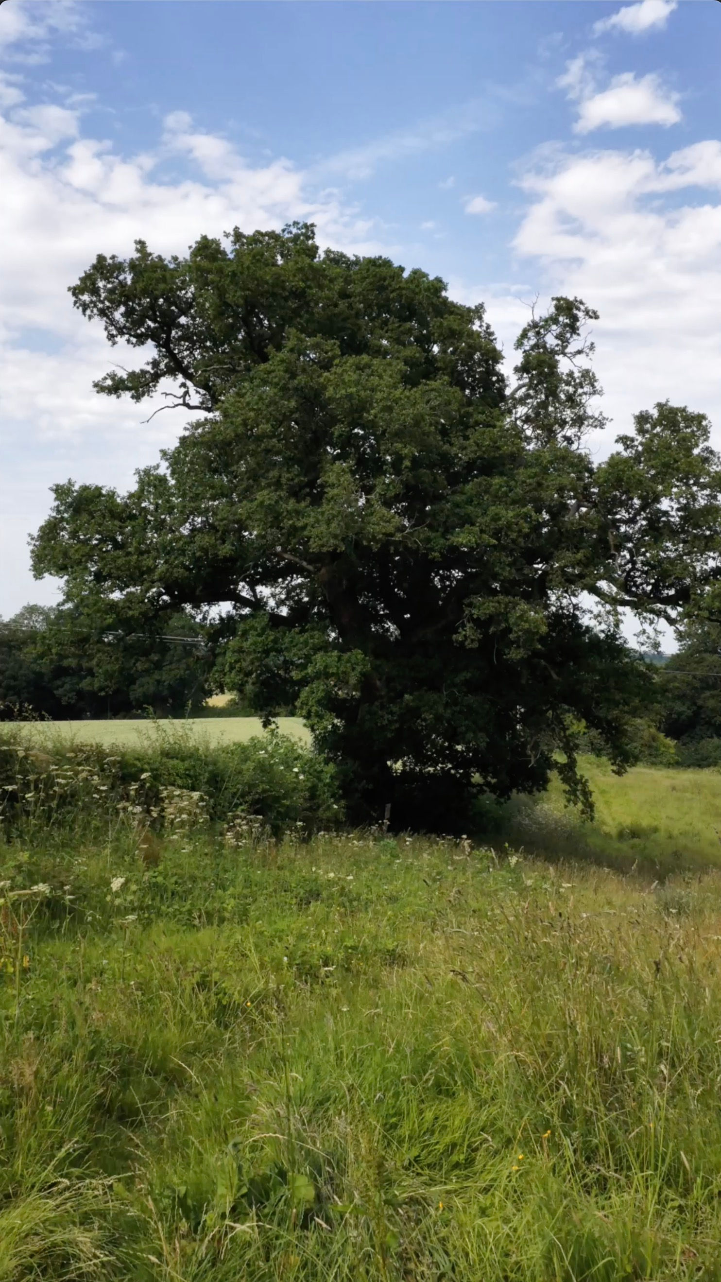 500 Yr Old Oak Tree - Darwin Oaks - Vertical