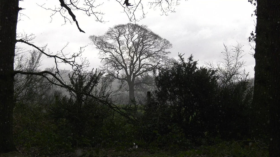 Thumbnail: Old Oak Tree with Falling Snow