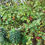 Thumbnail: Berries in Hedgerow 2