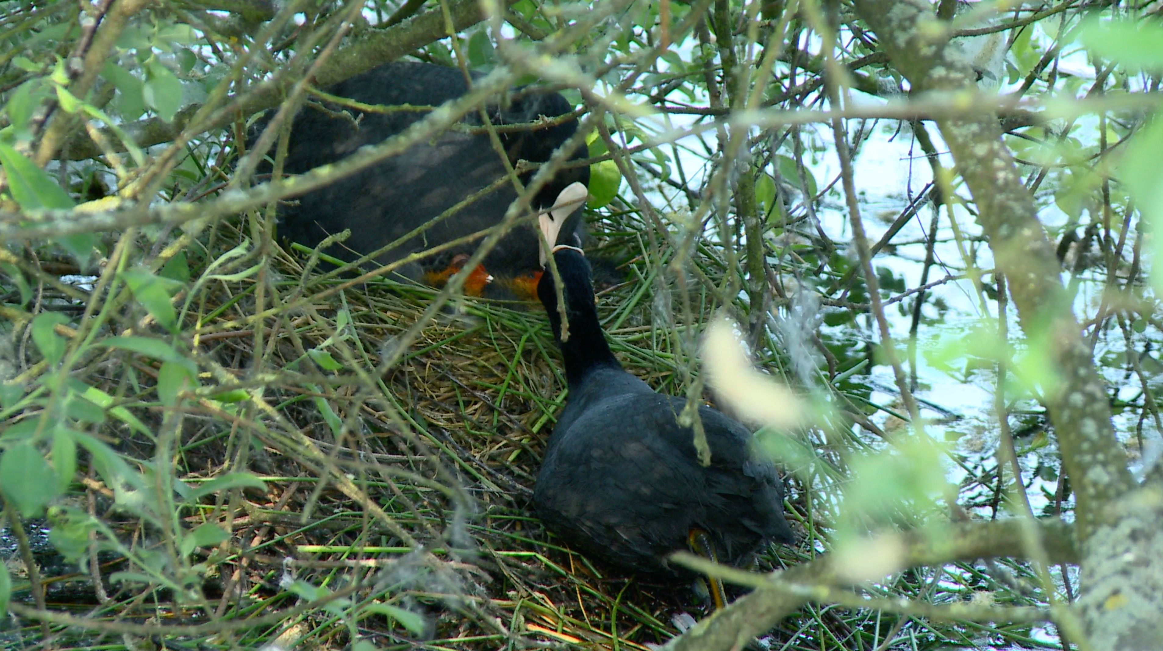 Coot on Nest Feeding Chicks 04