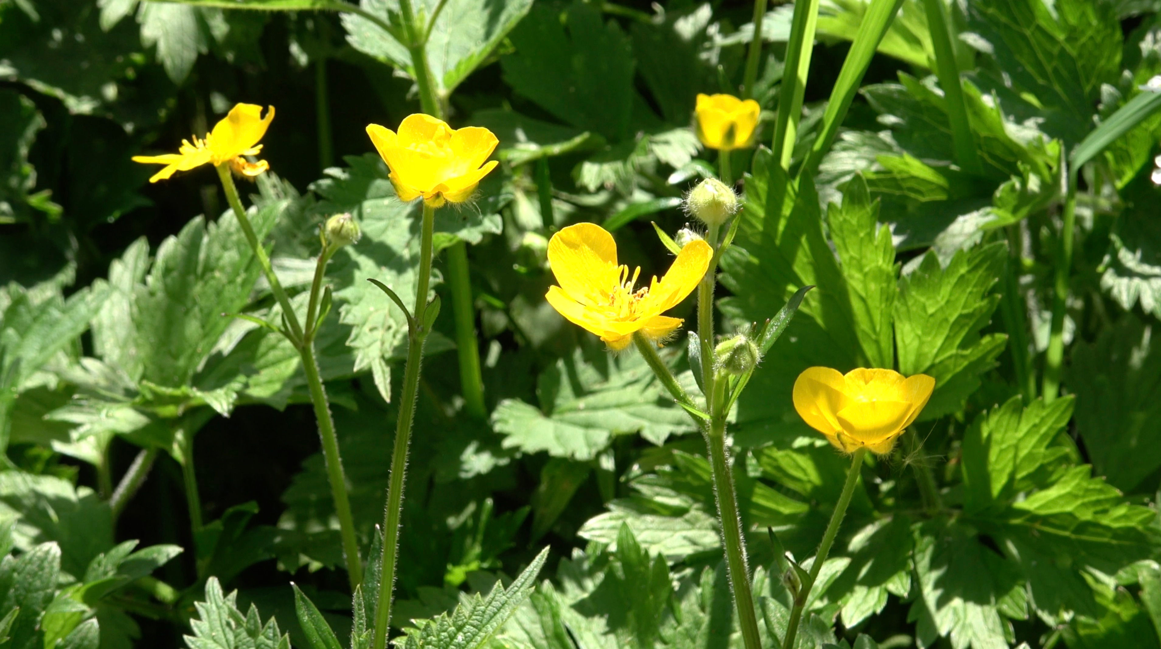 Buttercups in Meadow