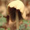 Thumbnail: Fungi with Insect
