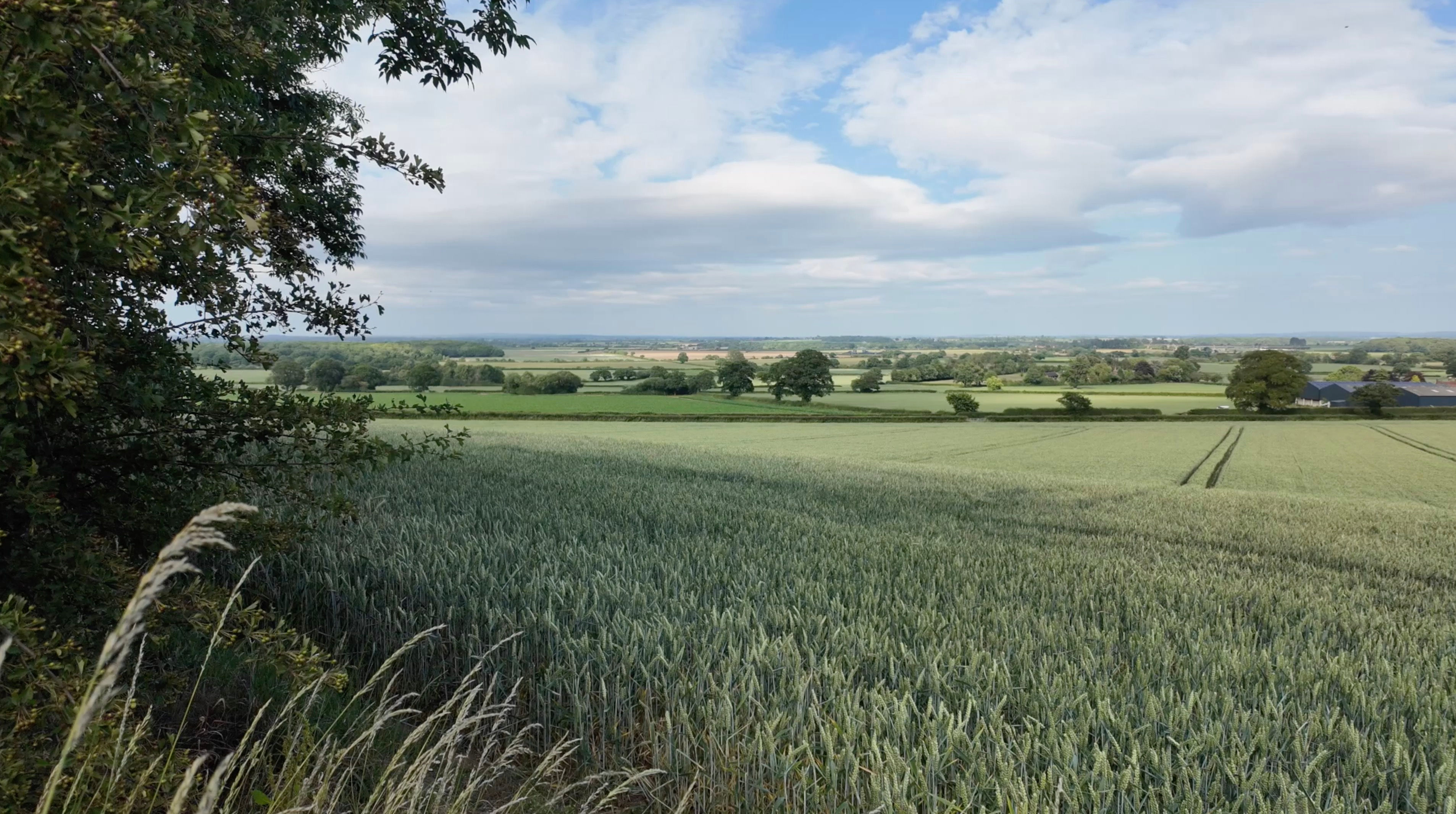 Summer View - Fields - Trees - Unripened Wheat Field 03.