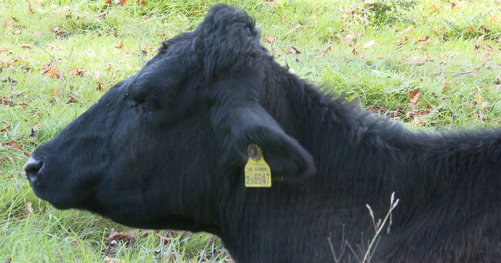 Thumbnail: Cattle lying on Grass Field 2