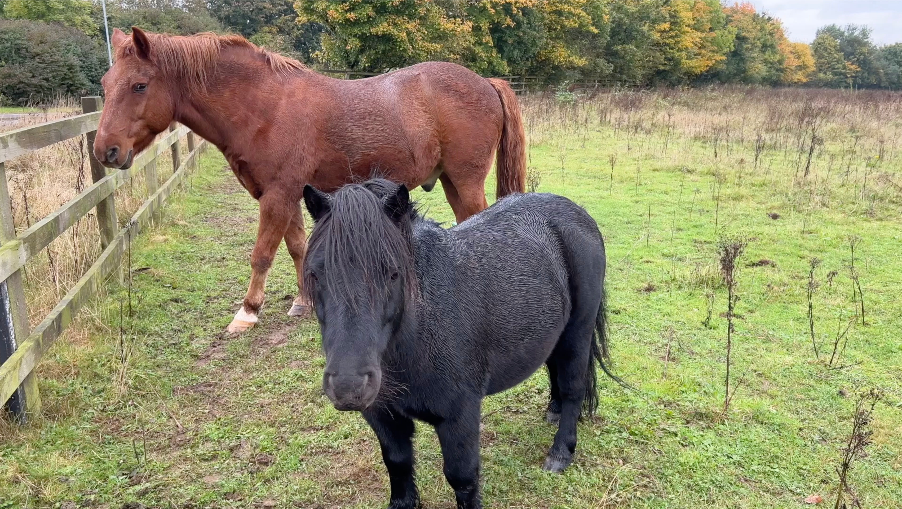 Horse & Pony in Field 2