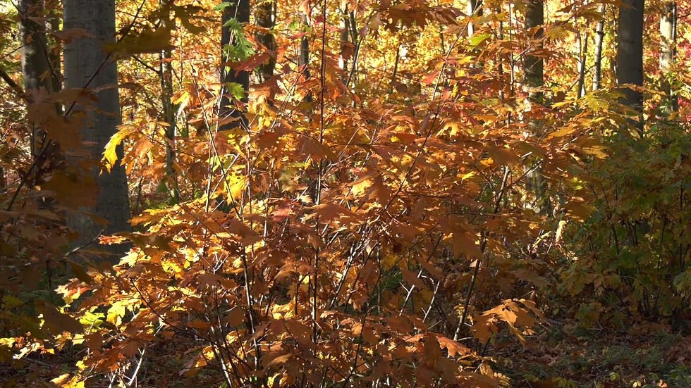 Thumbnail: Autumn Trees 0022
