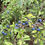 Thumbnail: Sloe Berries - Hedgerow.