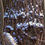 Thumbnail: Globs of Snow Clinging to Tree Trunk
