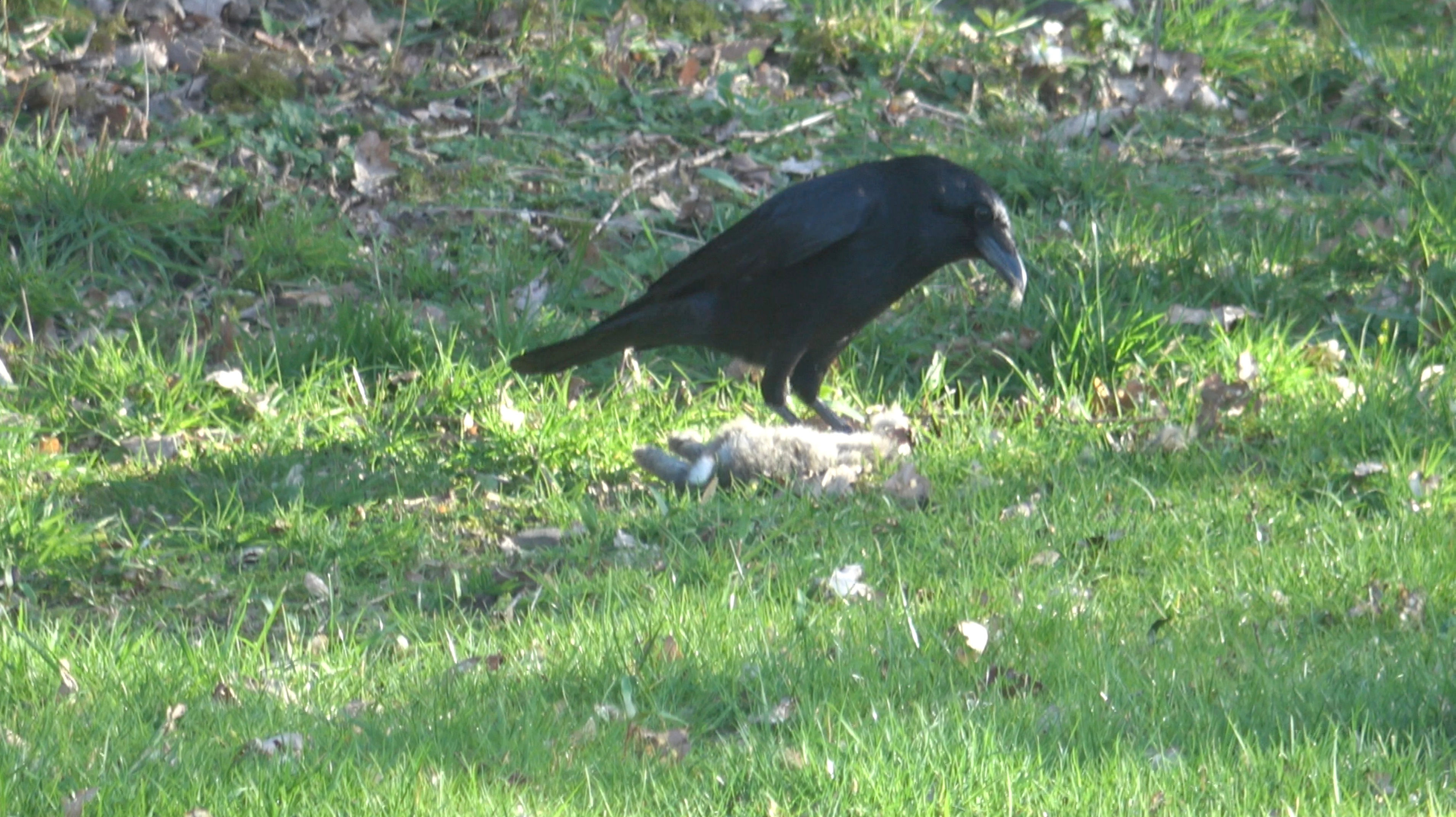 Wildlife - Carrion Crow Eating Rabbit