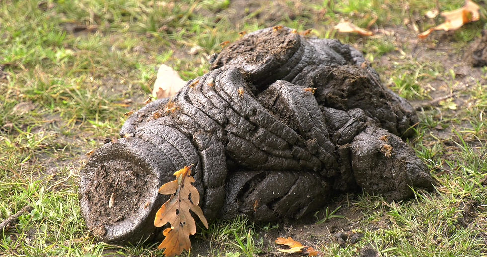Thumbnail: Cattle Dung with Flies