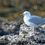 Thumbnail: Ocean - Gull on Rocks