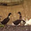 Thumbnail: Ducks By Pond