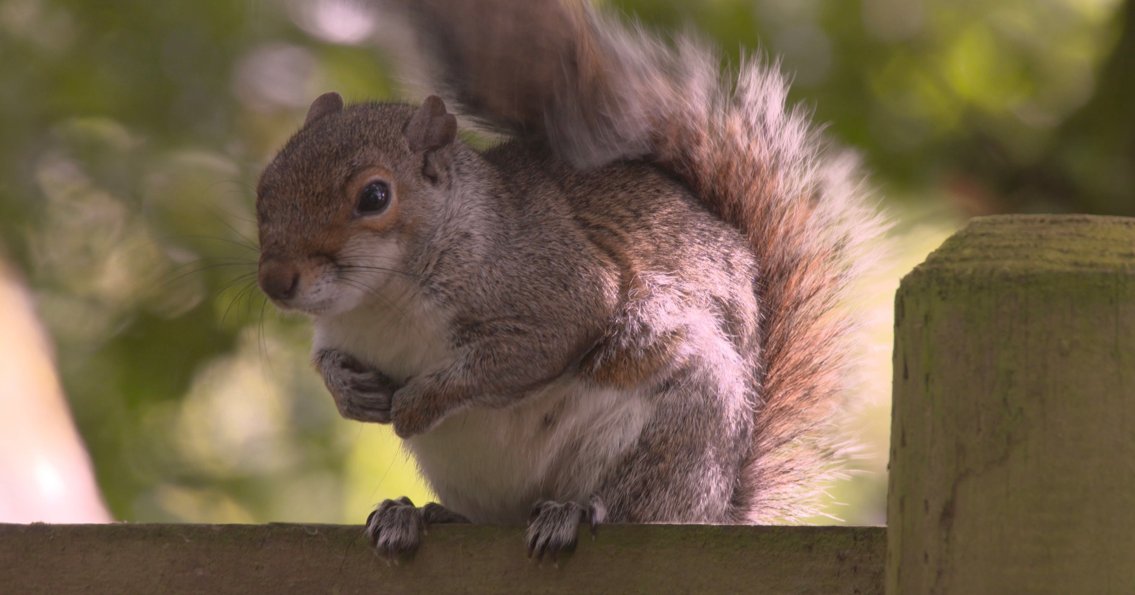 Squirrel on Fence in High Winds - Slo Mo 107
