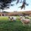 Thumbnail: Various Sheep in Field 1