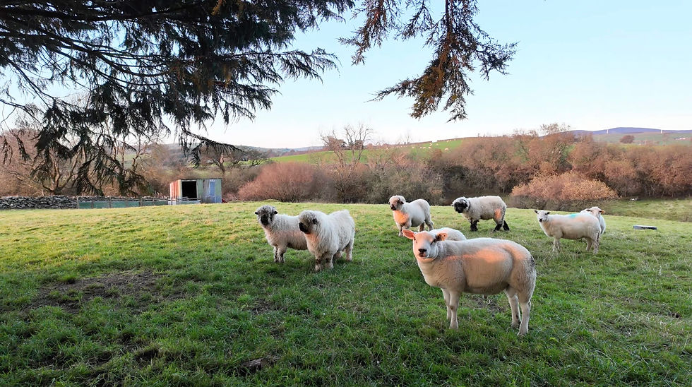 Thumbnail: Various Sheep in Field 1