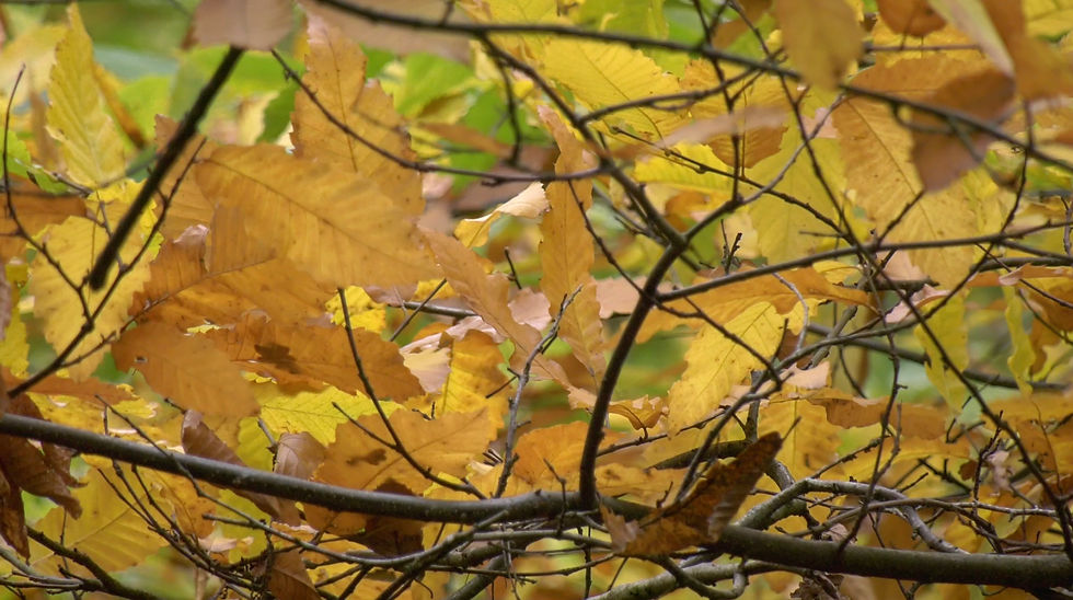 Thumbnail: Wind Blowing Autumn trees 9011