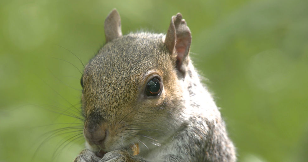 Squirrel in Undergrowth  115