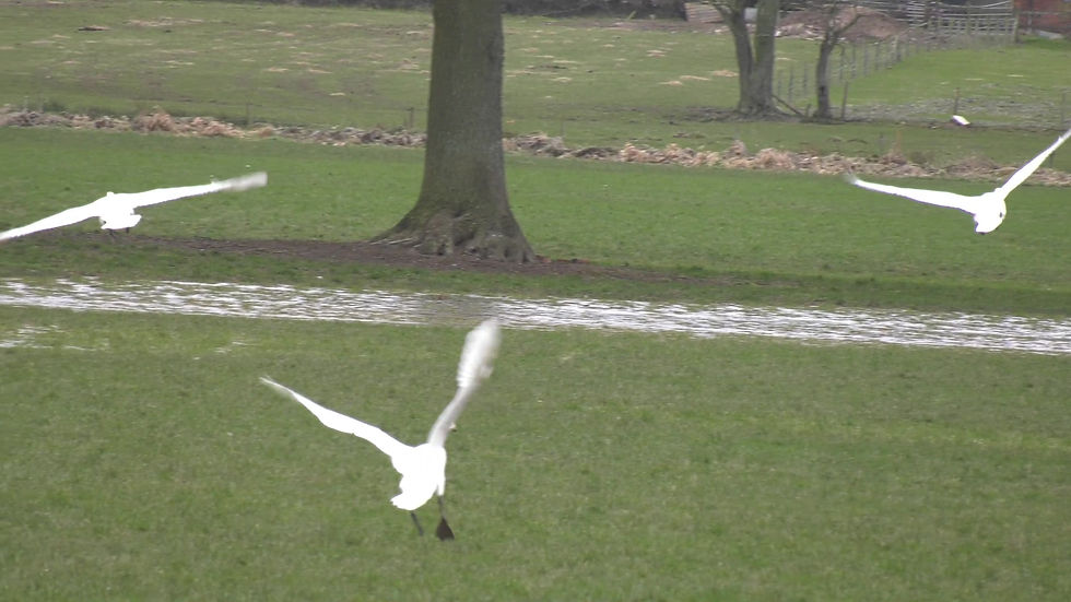Thumbnail: Swans Take Flight in Field