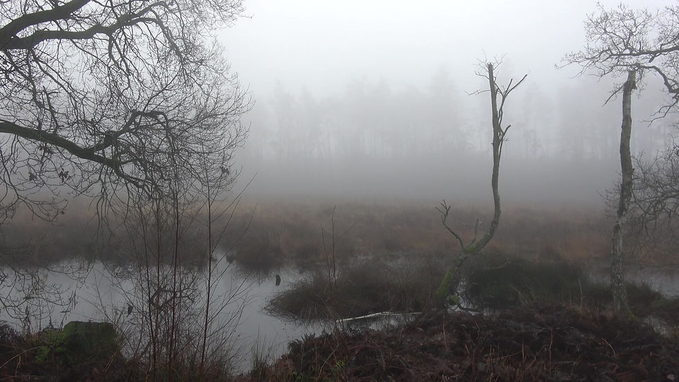 Thumbnail: Thick Fog over Wooded area & Marsh 3