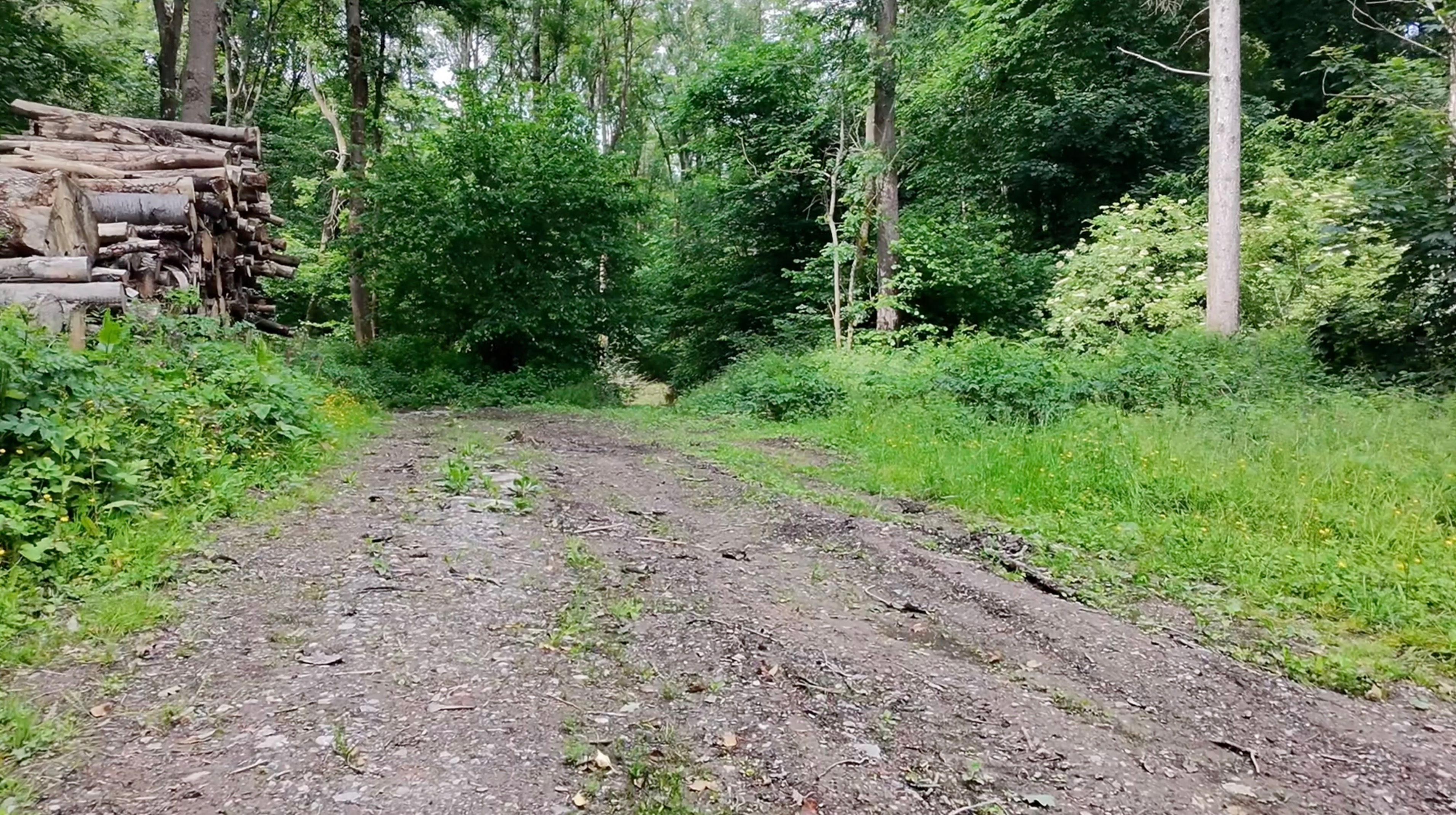 Aerial - Drone -  Wooded Area - Trees - Ground Tracking Shot