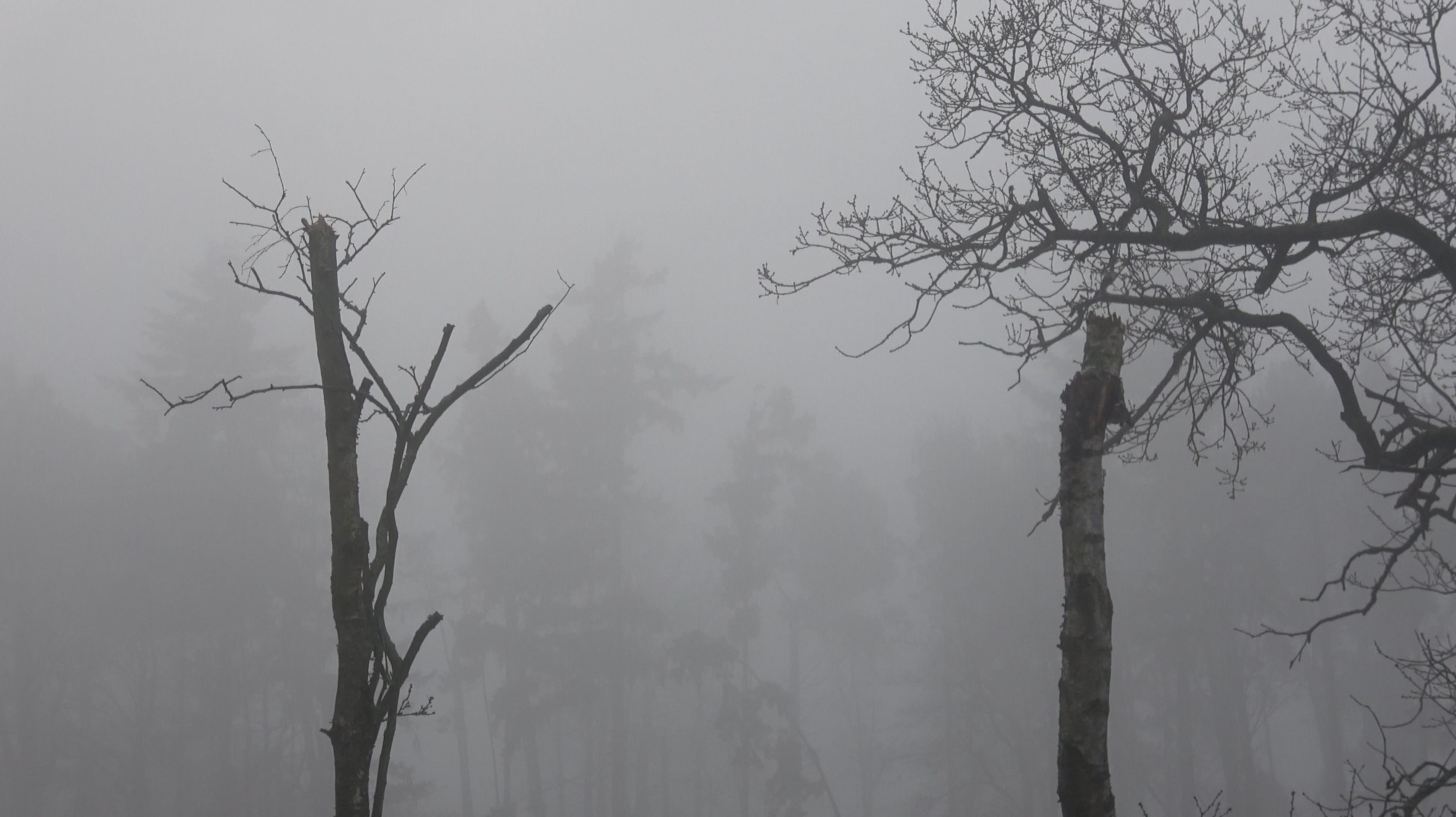 Thick Fog over Wooded area