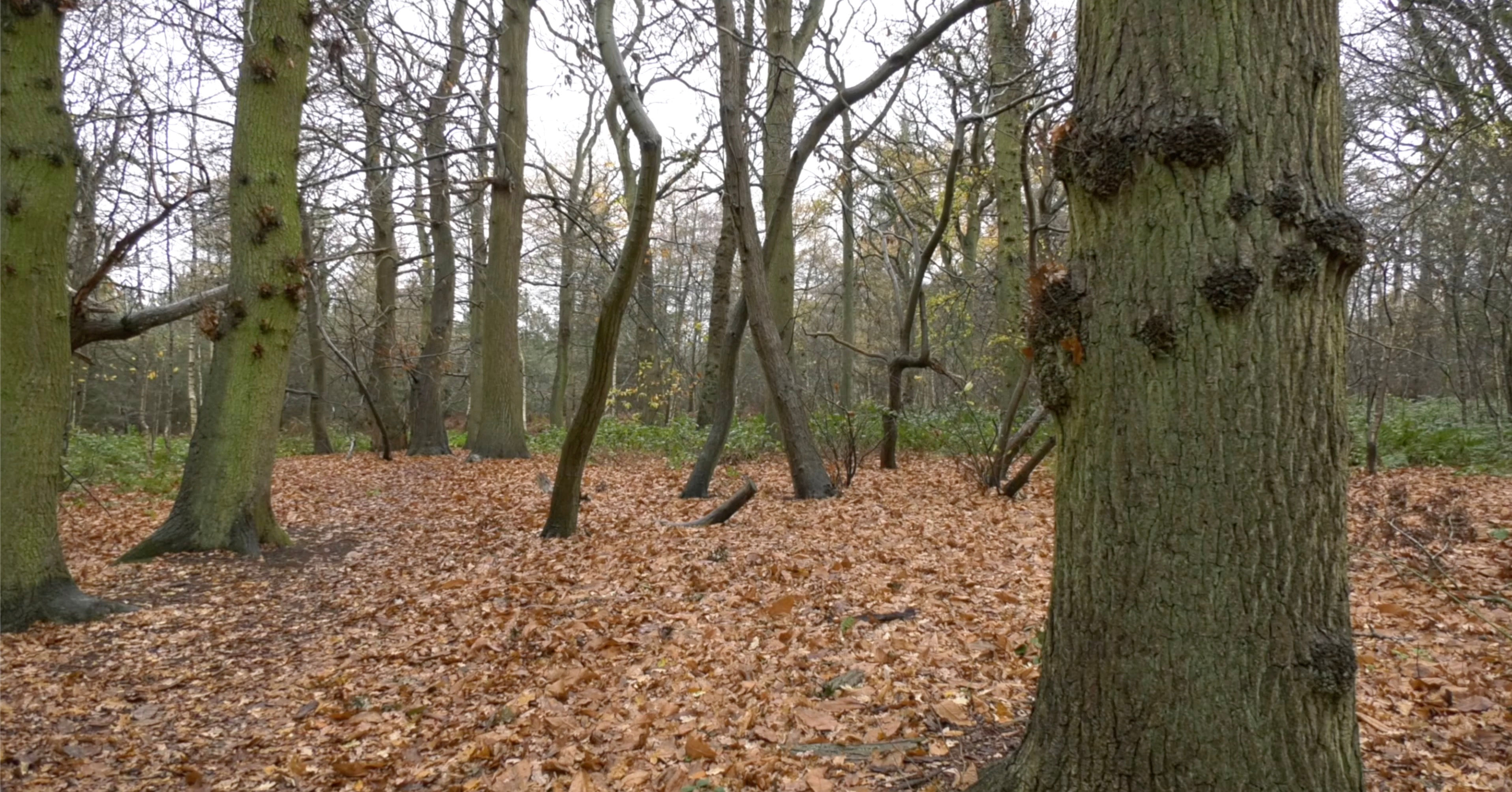 Autumn Trees & Carpet of Leaves 2