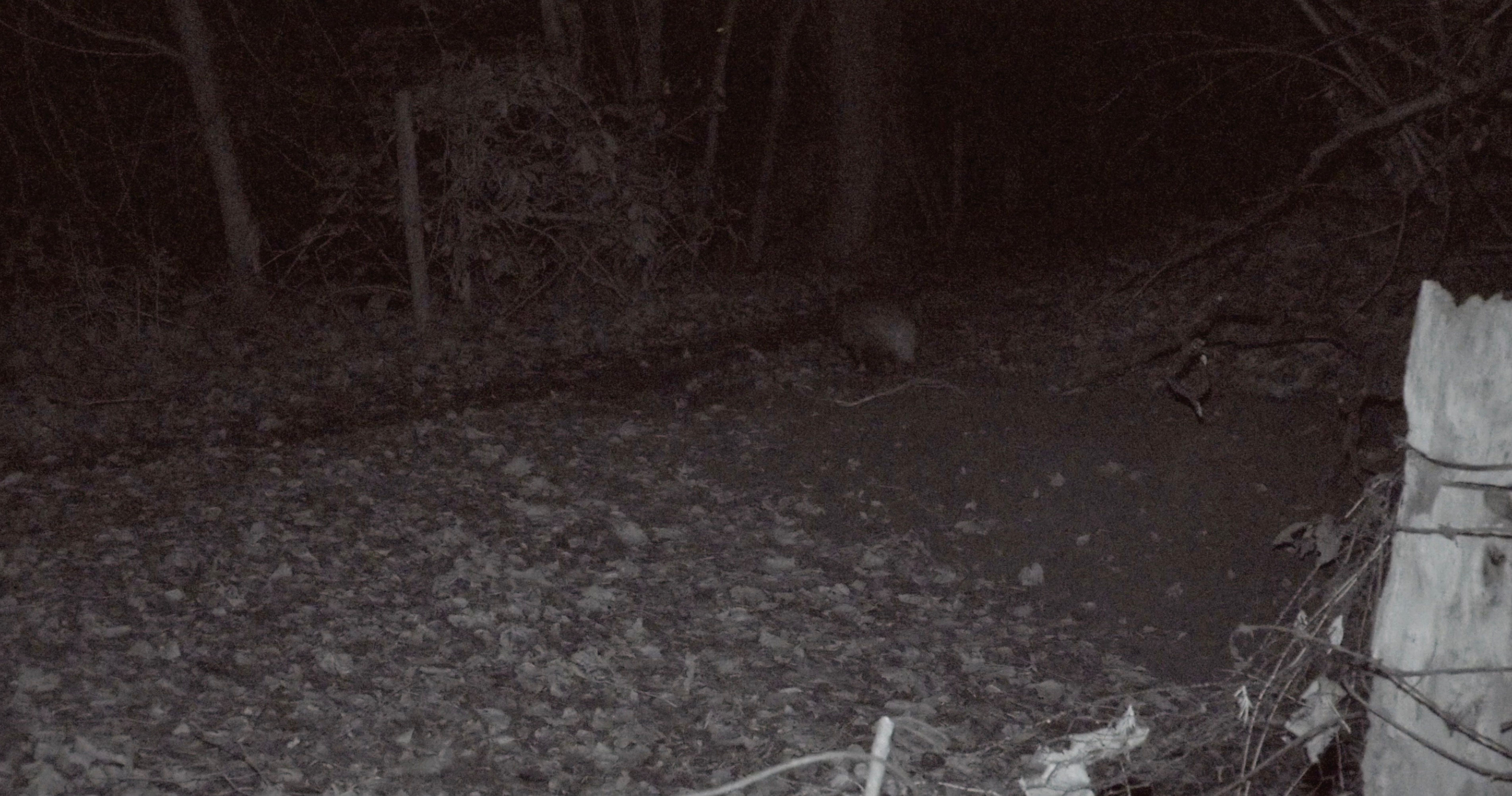 Badger in Woods IRed Night 2