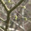 Thumbnail: Leaves Budding on Spring Tree Branch