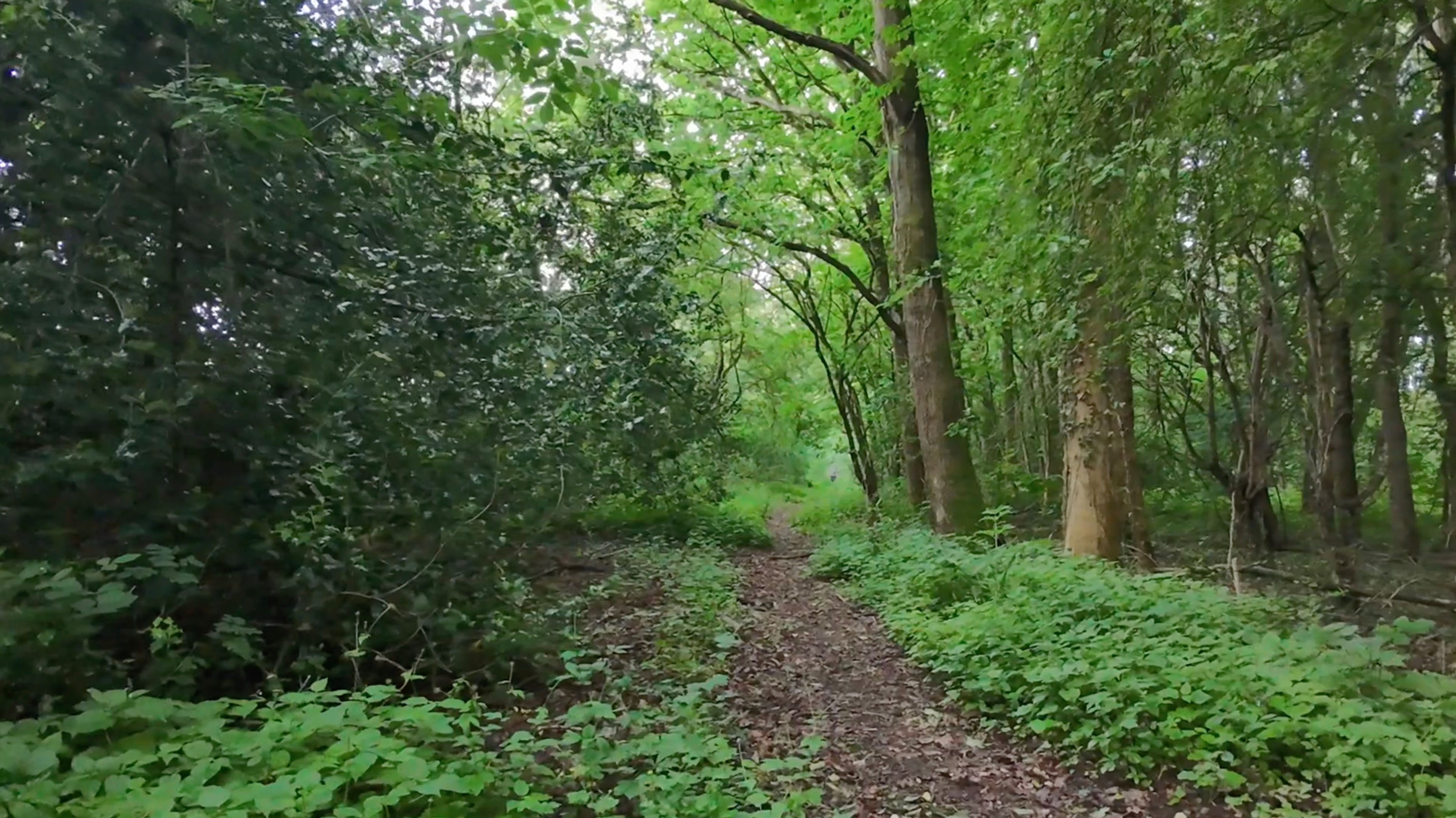 Aerial Drone - Lo Flight Through Wooded Area with Walker