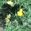 Thumbnail: Gorse Bush 1.