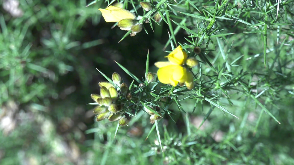Thumbnail: Gorse Bush 1.