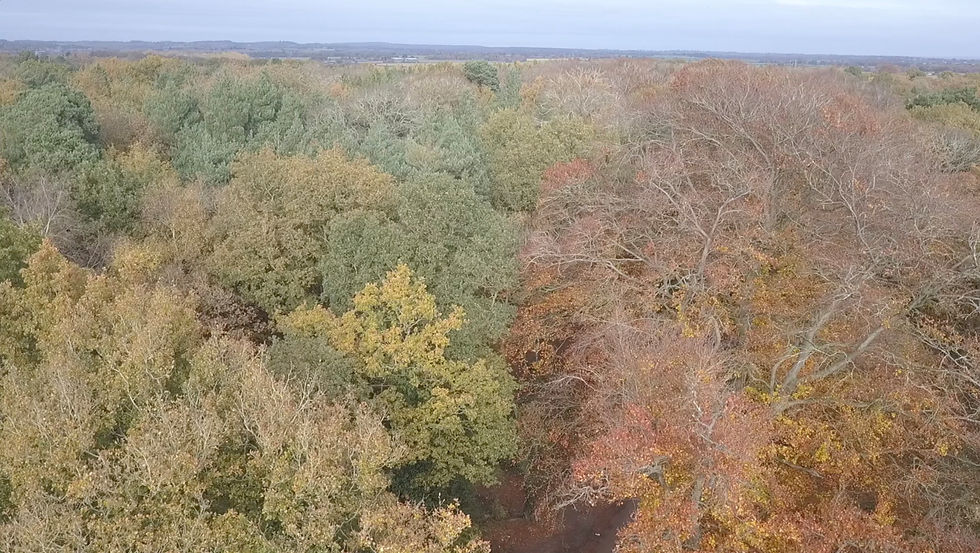 Thumbnail: Drone over Autumn Canopy 1