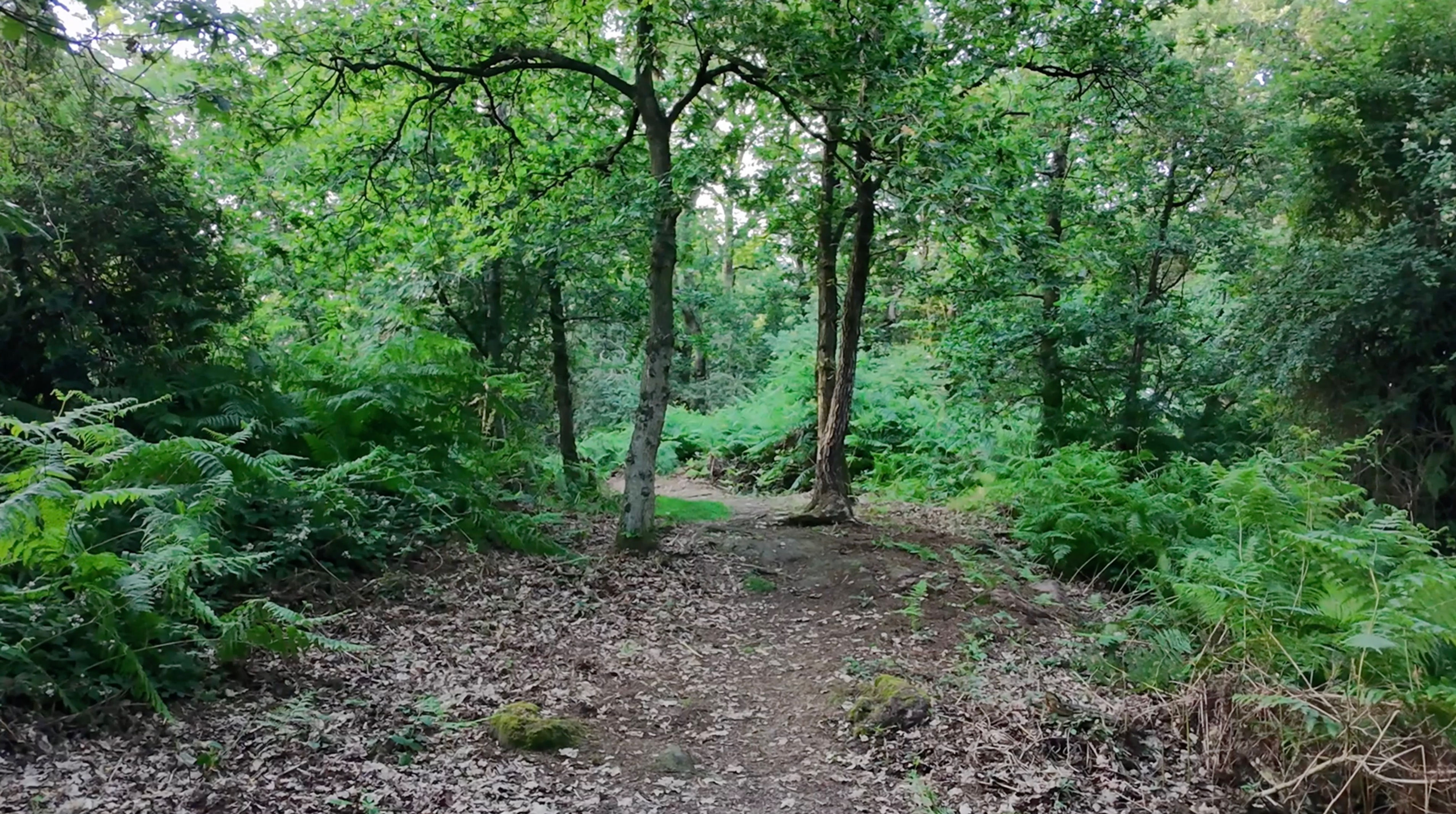 Low Level Camera Travel - Woodland 01