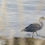 Thumbnail: Ocean - Heron - Long Grass - Beach