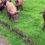 Thumbnail: Free Range Piggies 2